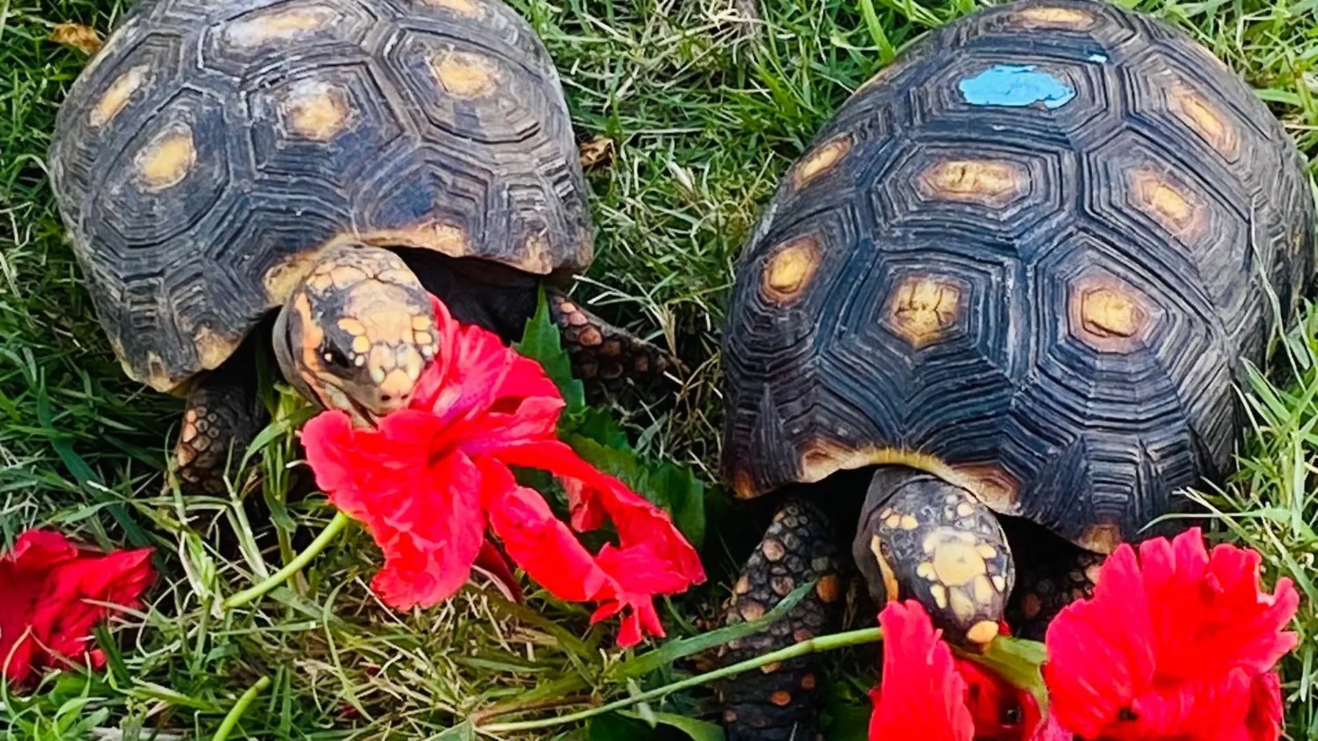 Turtle Hideaway Lejlighed Christchurch